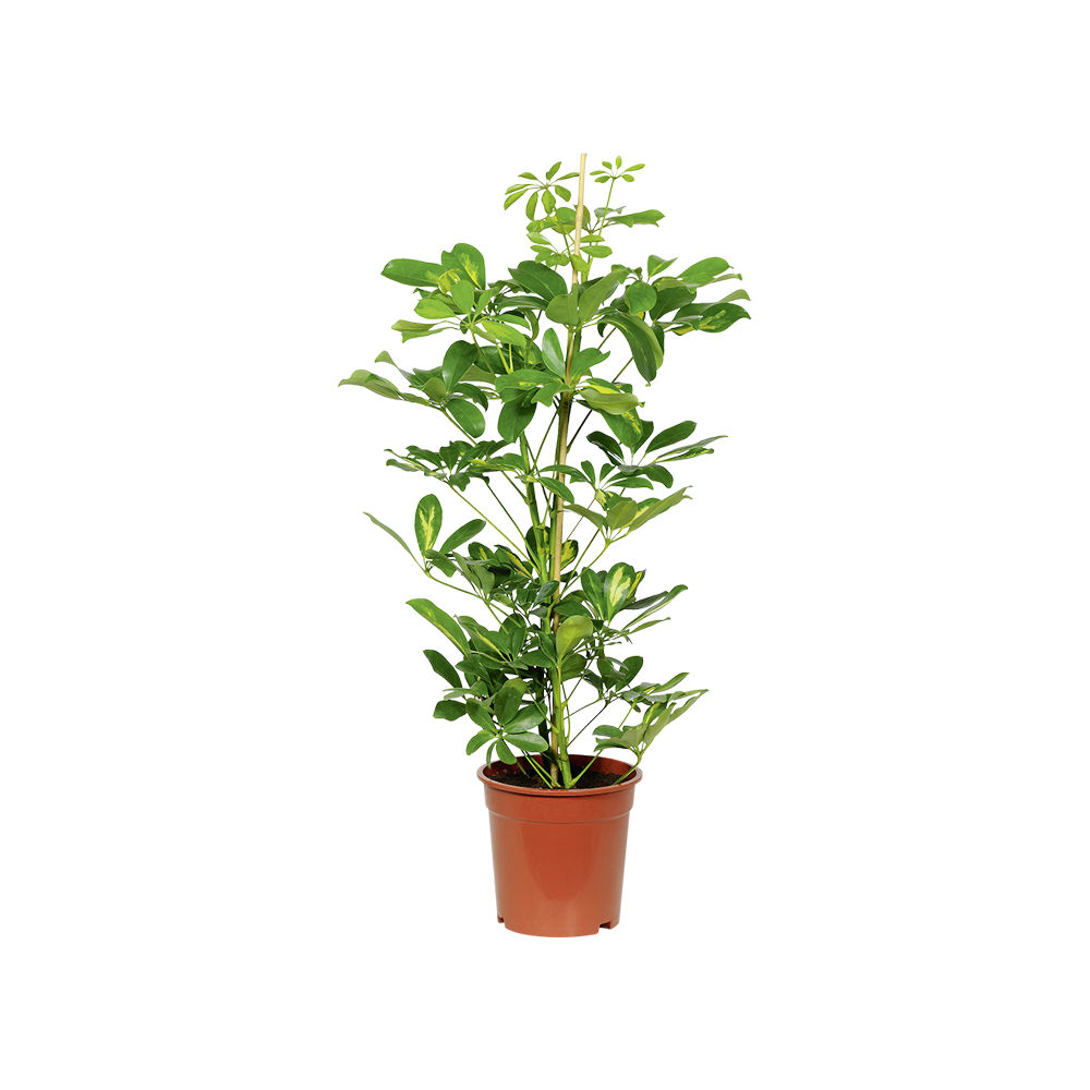 Grande plante verte