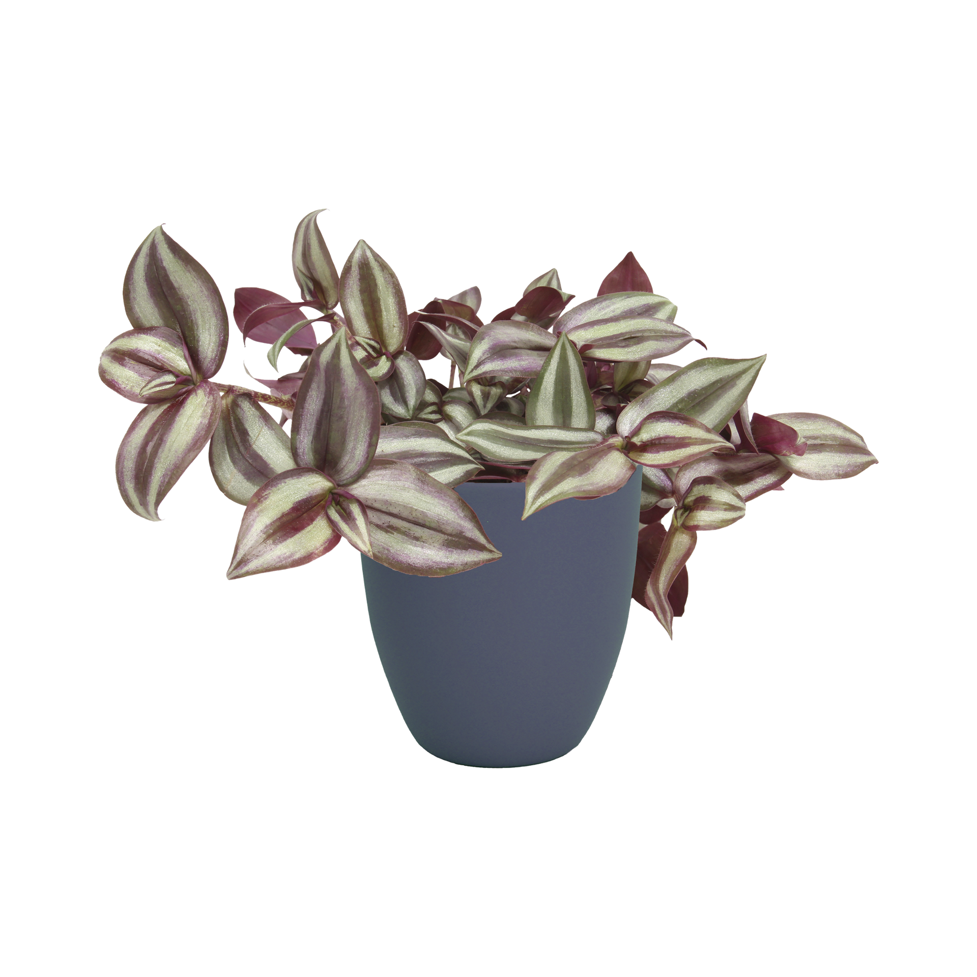 Plante exotique