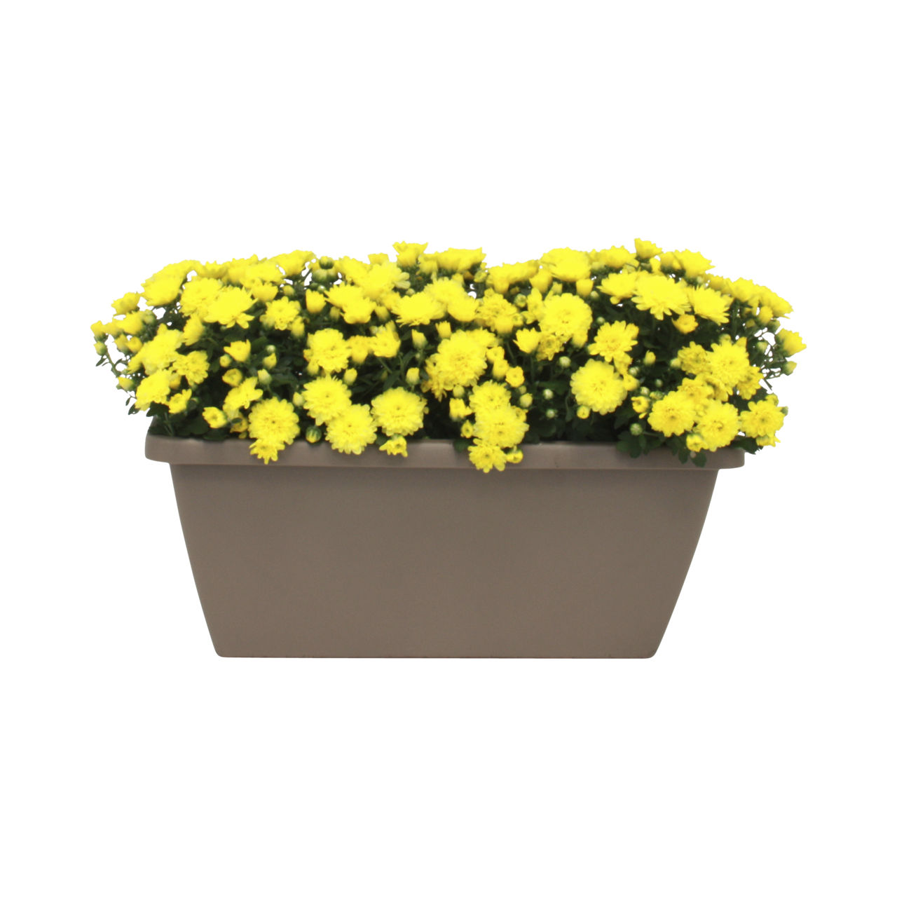 Jardinière de chrysanthème pomponette