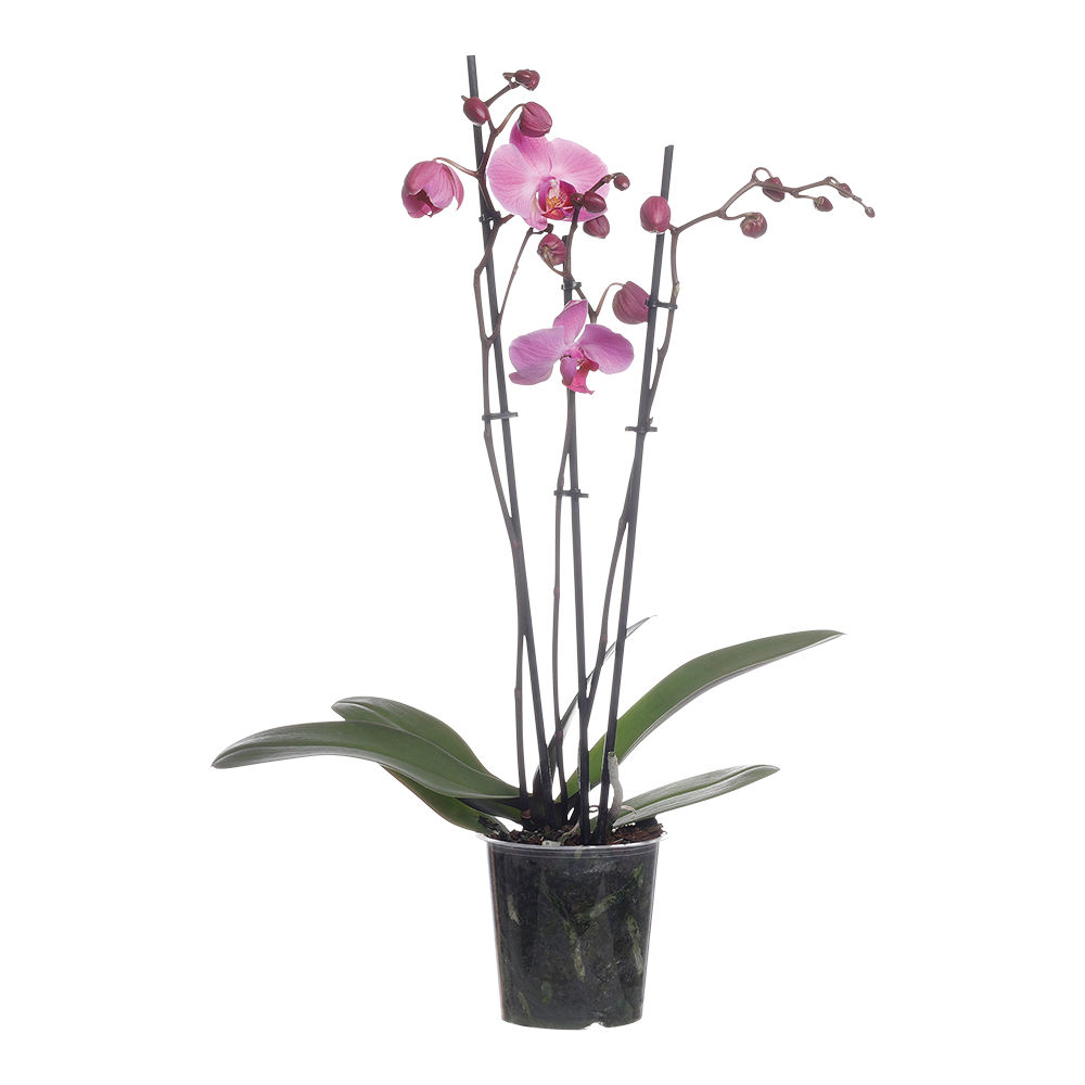 Orchidée 3 branches