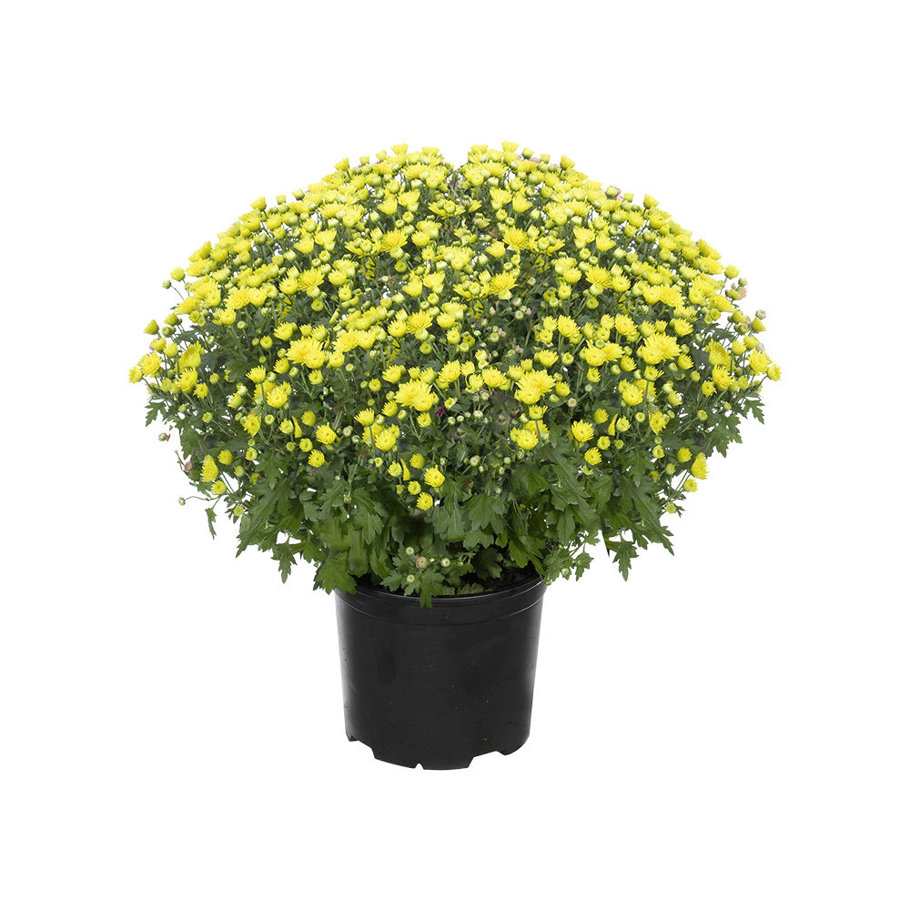 Gros chrysanthème
