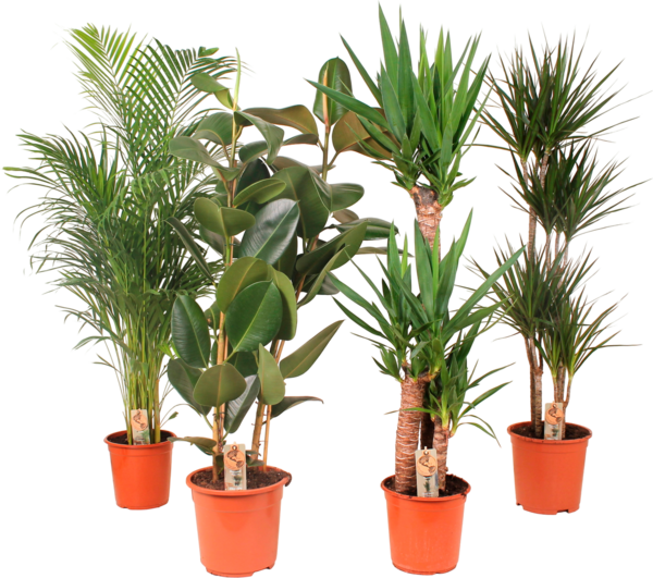 Plantes Vertes