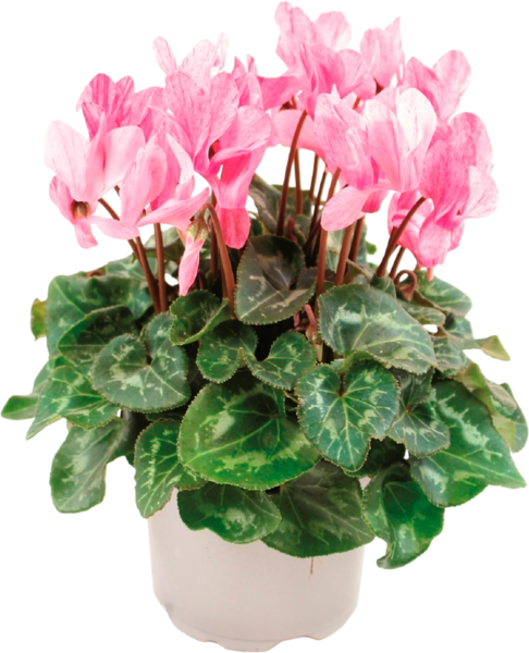 Cyclamen