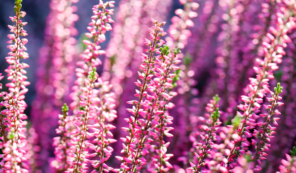 Bruyère Calluna