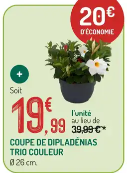 Coupe de dipladénias trio couleur
