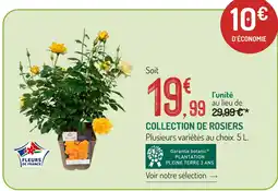Collection de rosiers