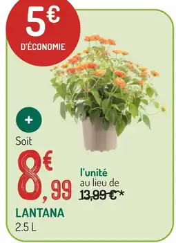 Lantana