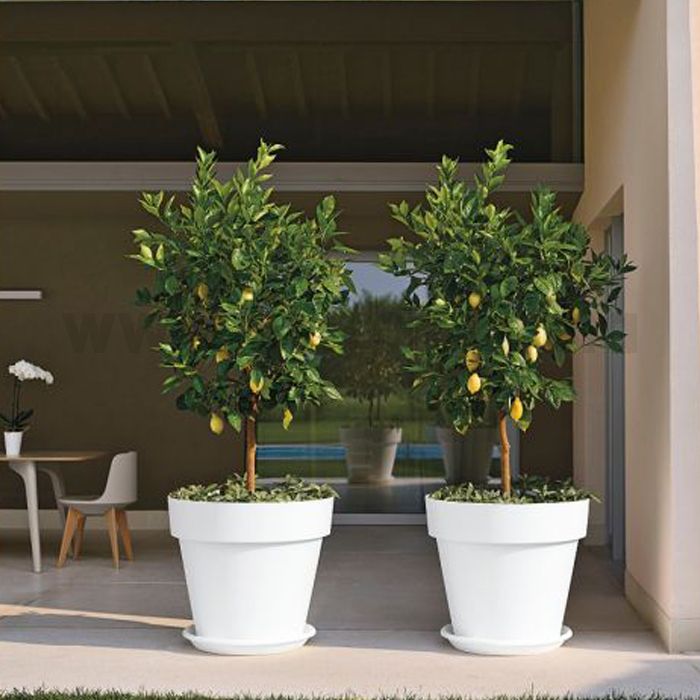 Pot Mitu Pac 50cm