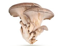 Champignon Pleurote Bio 100g