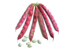 Haricot Grenier 500g