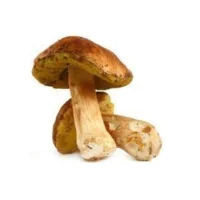 Champignon Cepe Vrac