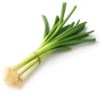 Oignon Cebette