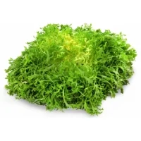 Salade Frisee