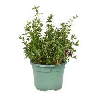 Plant De Thym Bio Frais