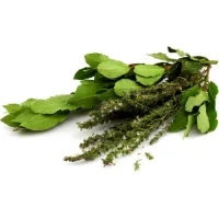Thym Laurier
