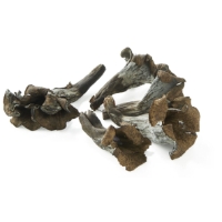 Champignons Trompette