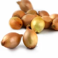 Oignons Saucier