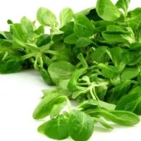 Salade Mache