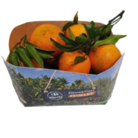 Clementines Feuilles