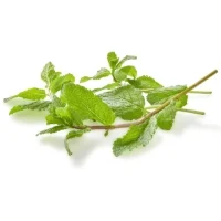 Menthe A Mojito