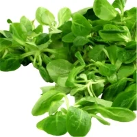 Salade Mache Bio