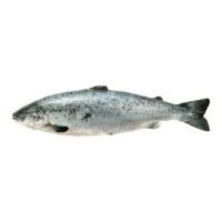 Saumon Asc Entier Vide Et Ecaille