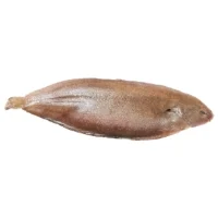 Sole De Roche Videe