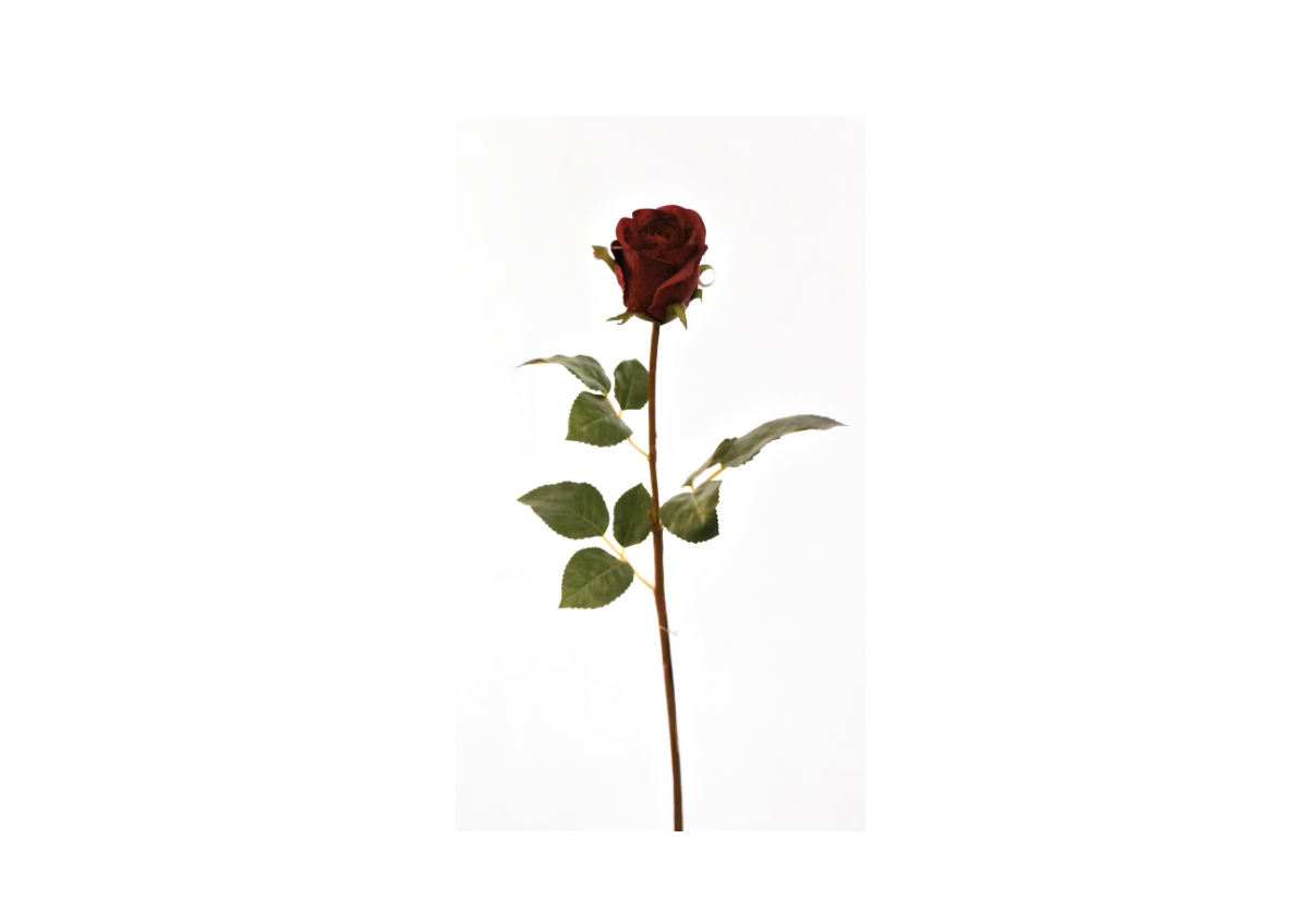 Rose 60Cm - Rouge