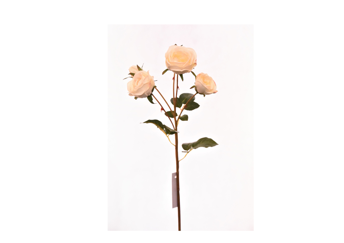 Rose 57Cm - Blanche