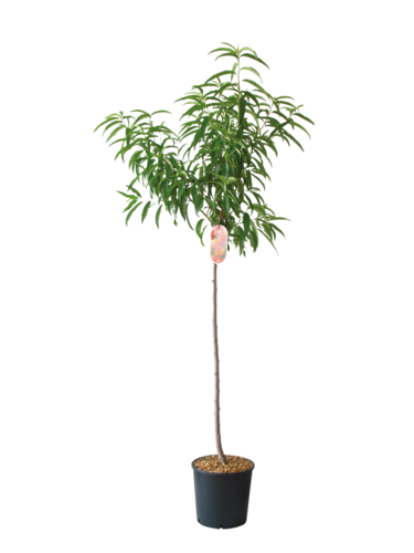 Arbre Fruitier Demi-Tige
