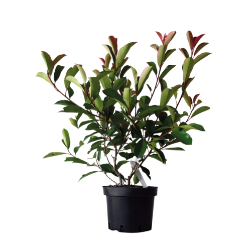 Photinia "Fraseri Red Robin"