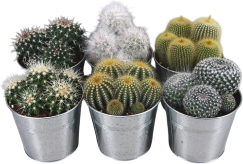 Cactus