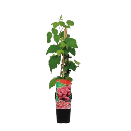 Framboisier "Rubus Idaeus"