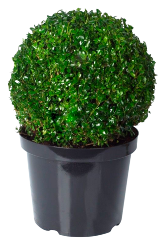 Buis Boule "Buxus"