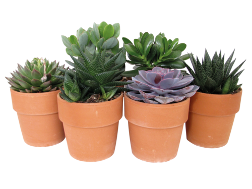 Plante Grasse Succulente