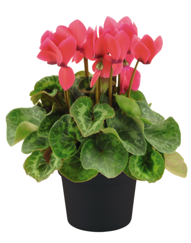 Cyclamen