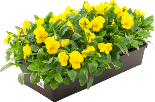 Pensées à Petites Fleurs "Viola Cornuta"