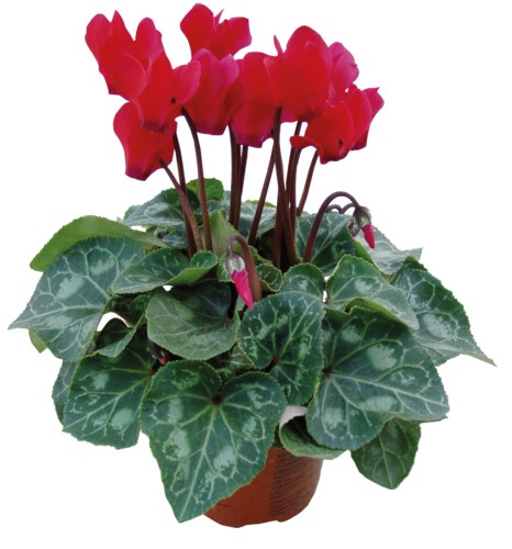 Mini Cyclamen