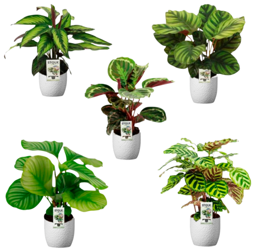 Calathea Varies Pot 14cm Avec Ceramique