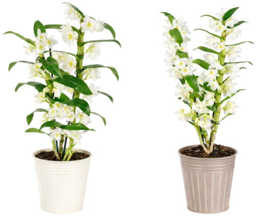 Dendrobium 2 Tiges Pot 12 Avec Pot Zinc