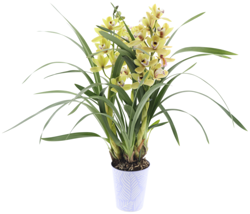 Cymbidium 2/3 Branches Avec Cache Pot Zinc