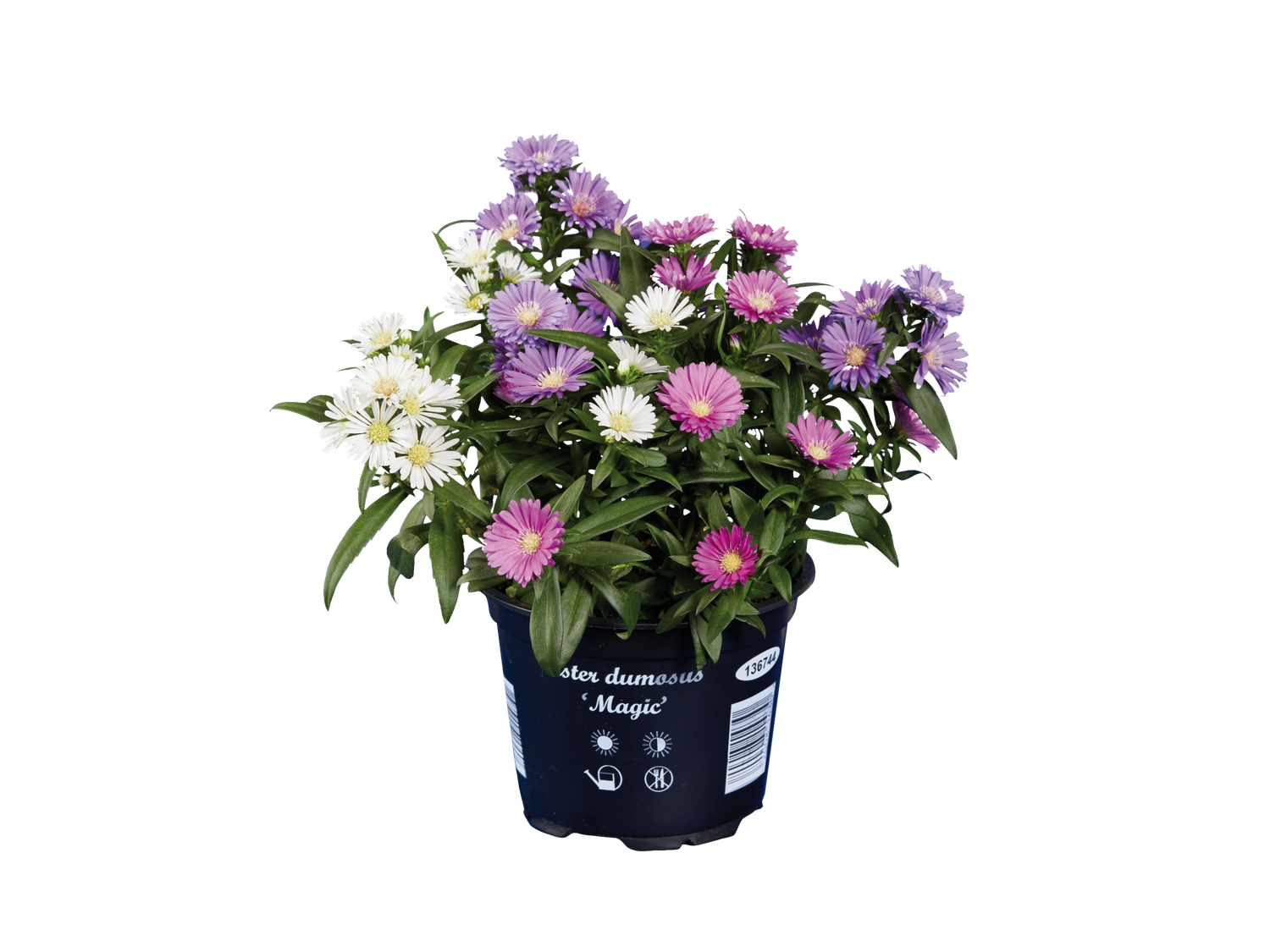 Aster trio