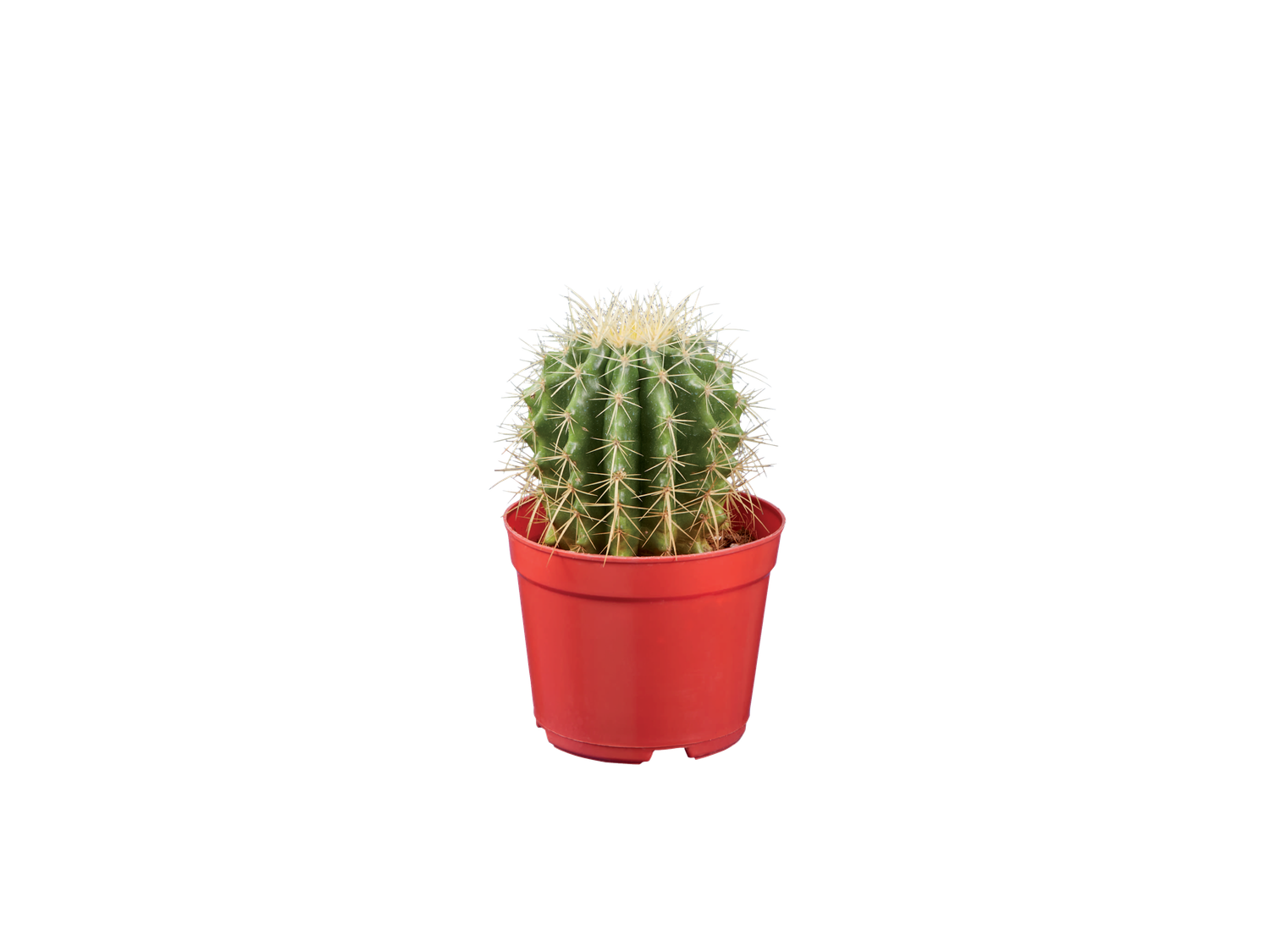 Cactus et succulentes mix