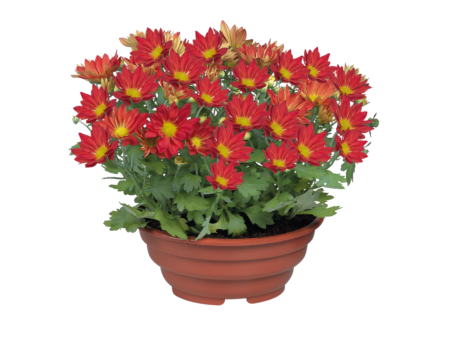 Plante fleurie en coupe