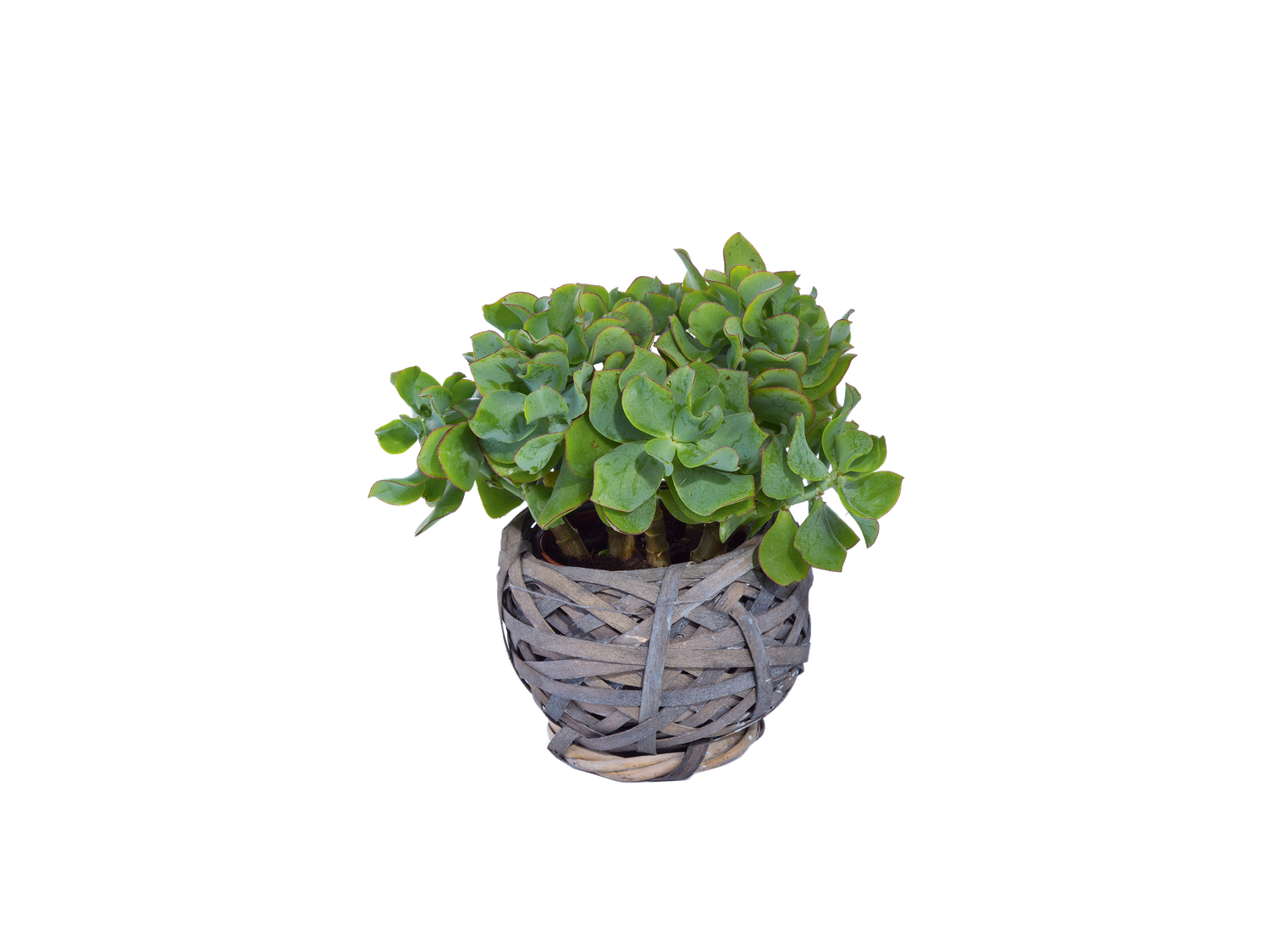 Succulente pot en osier