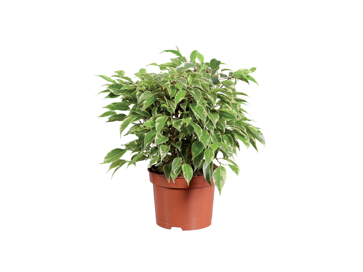 Plante verte