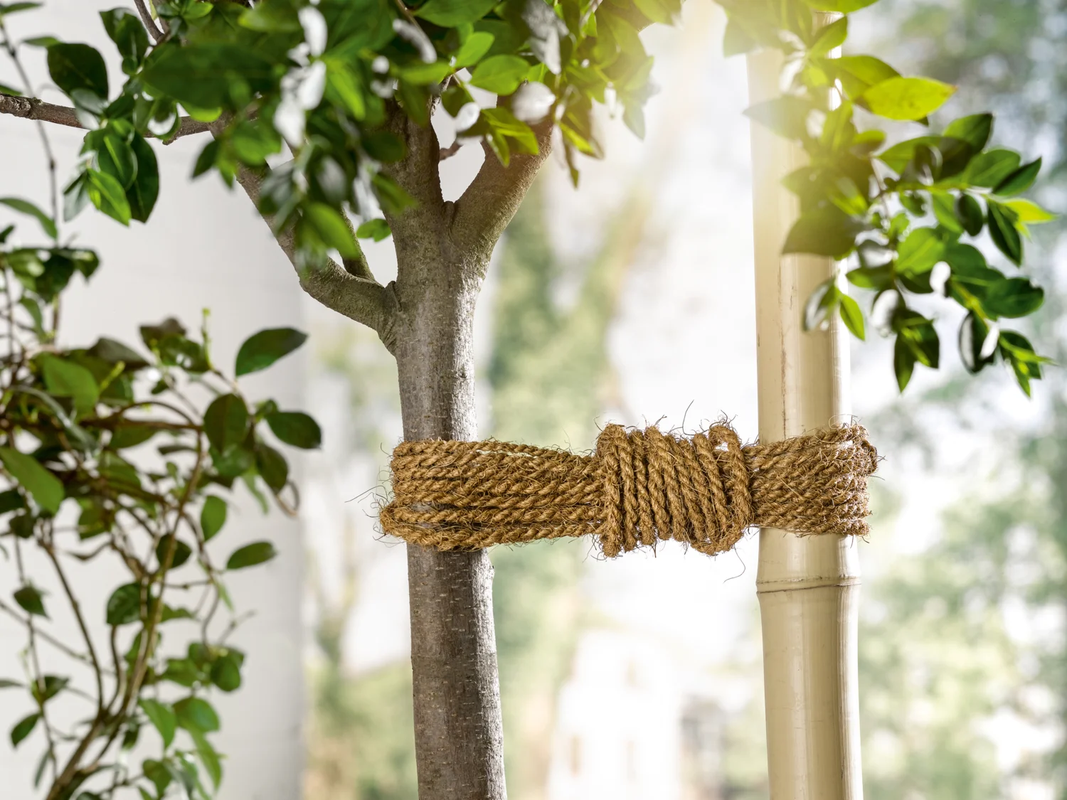 Set de fibres de coco