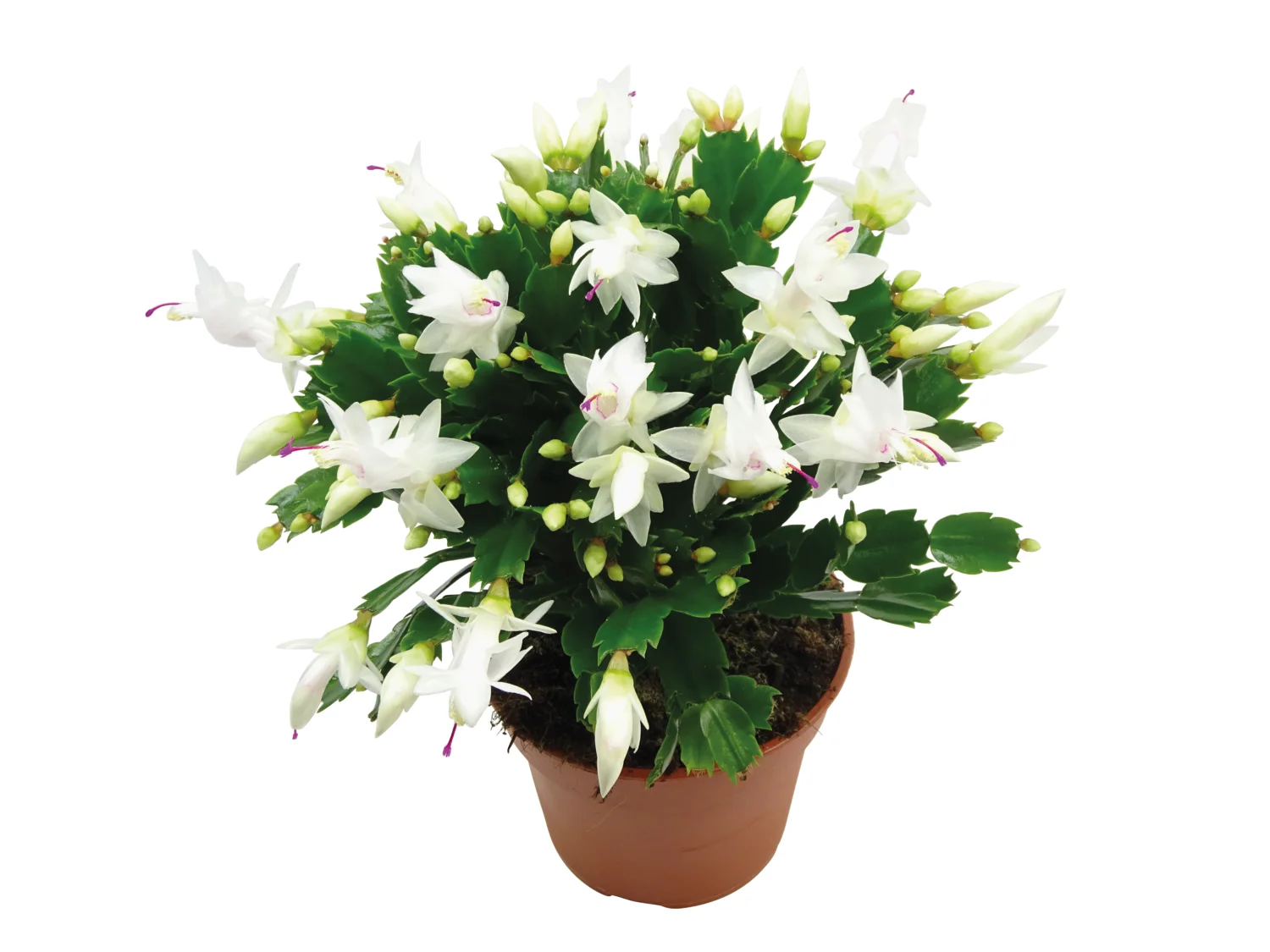 Schlumbergera XXL