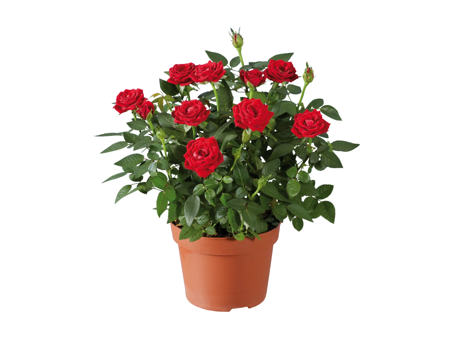 Rosier en pot