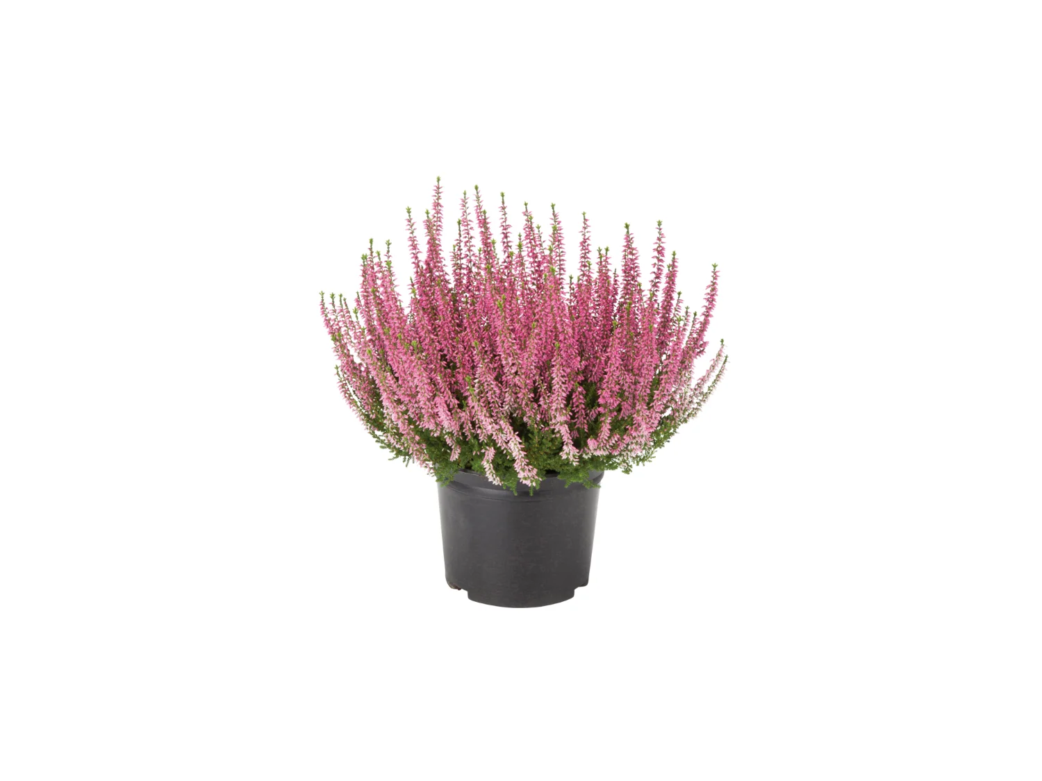 Calluna